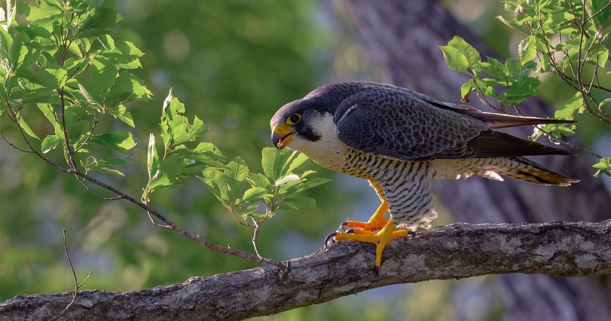 Le défi des oiseaux