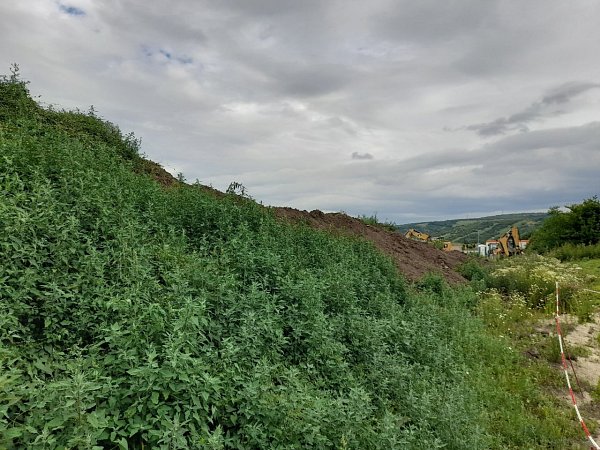 Šibenky
