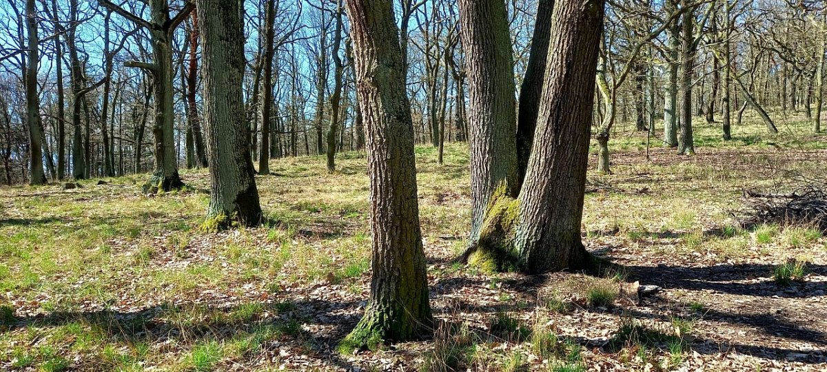 Chuchvalec (461&nbsp;m)