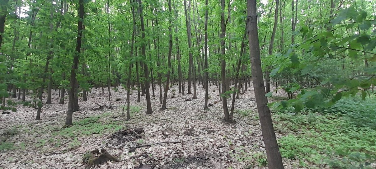 Na spálence (268&nbsp;m)