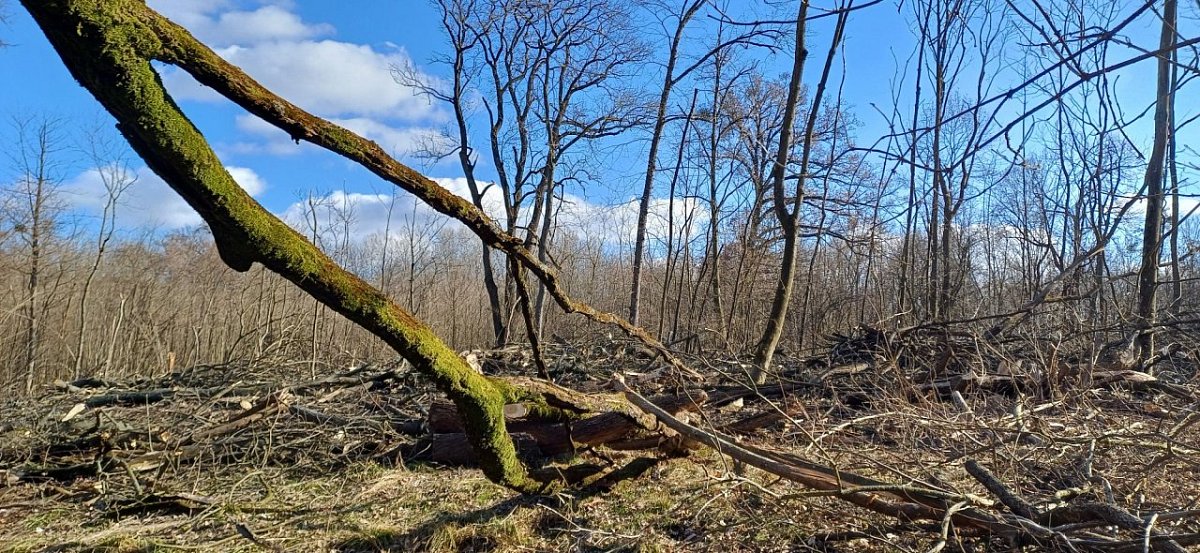 Liščí kopec (166&nbsp;m)