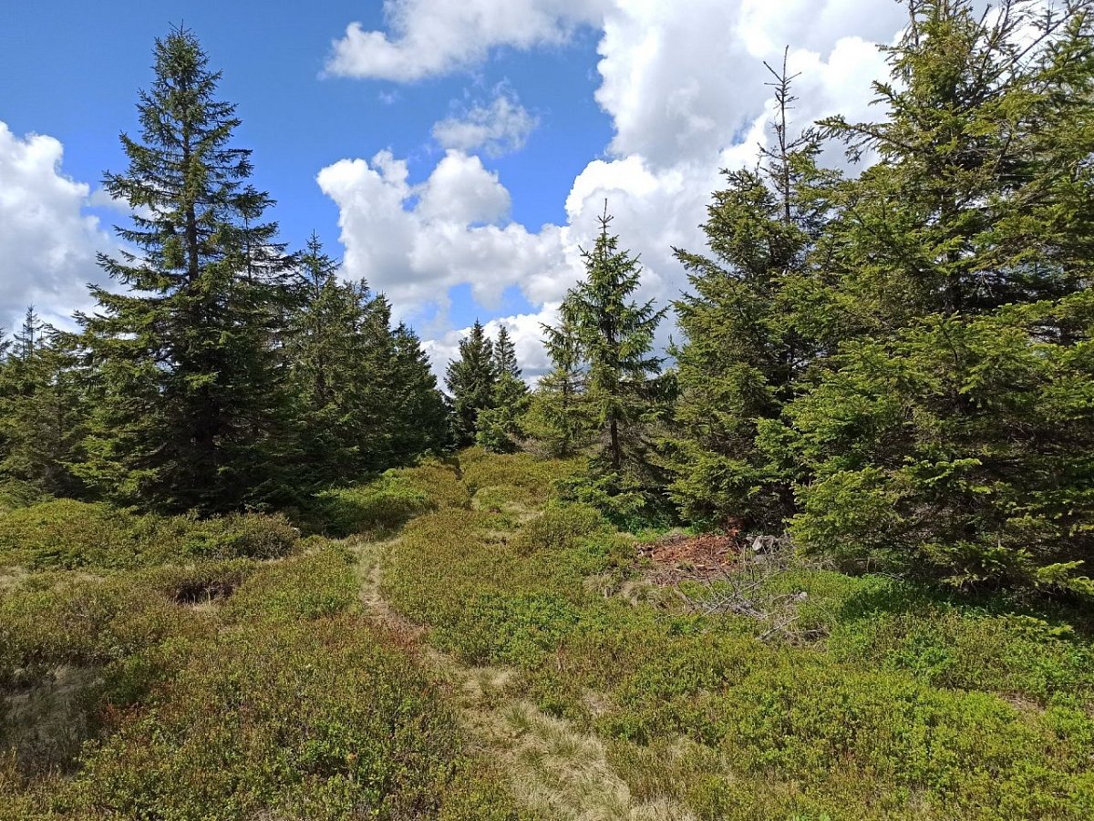 Podmokła (1000&nbsp;m)
