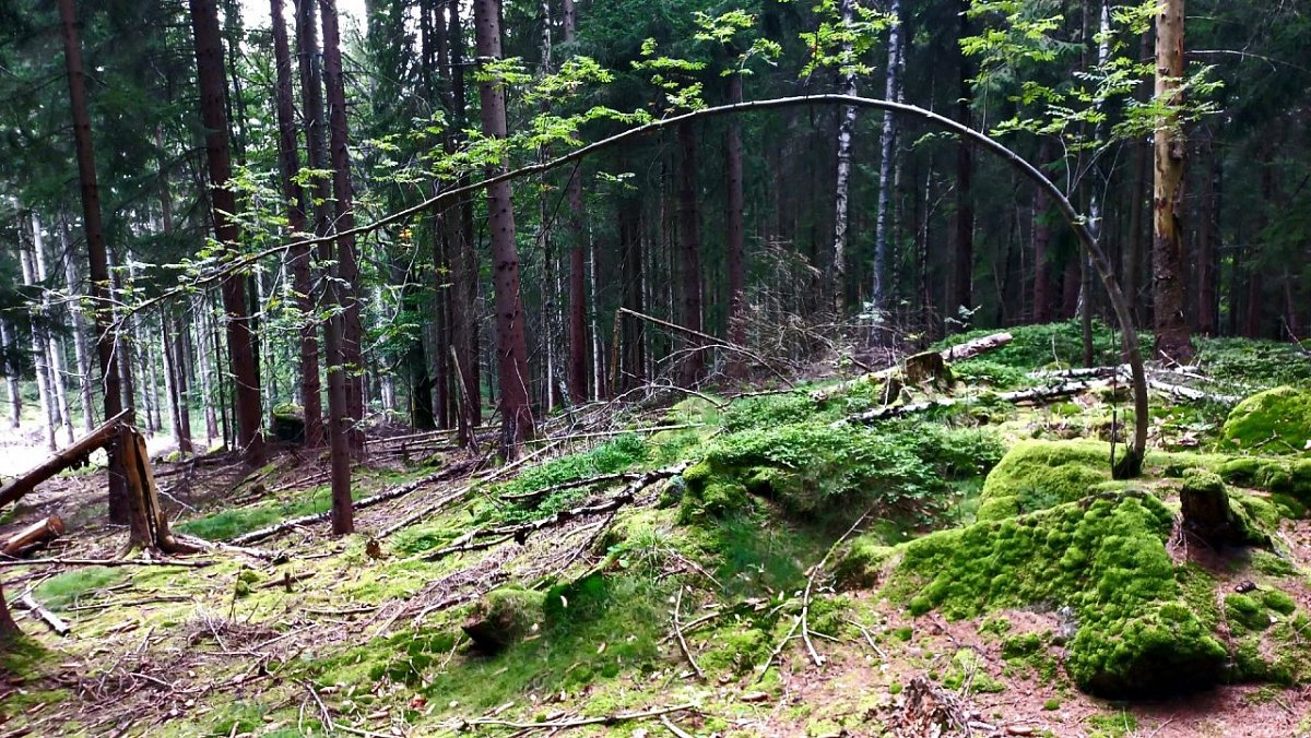 Loučenský vrch (624&nbsp;m)