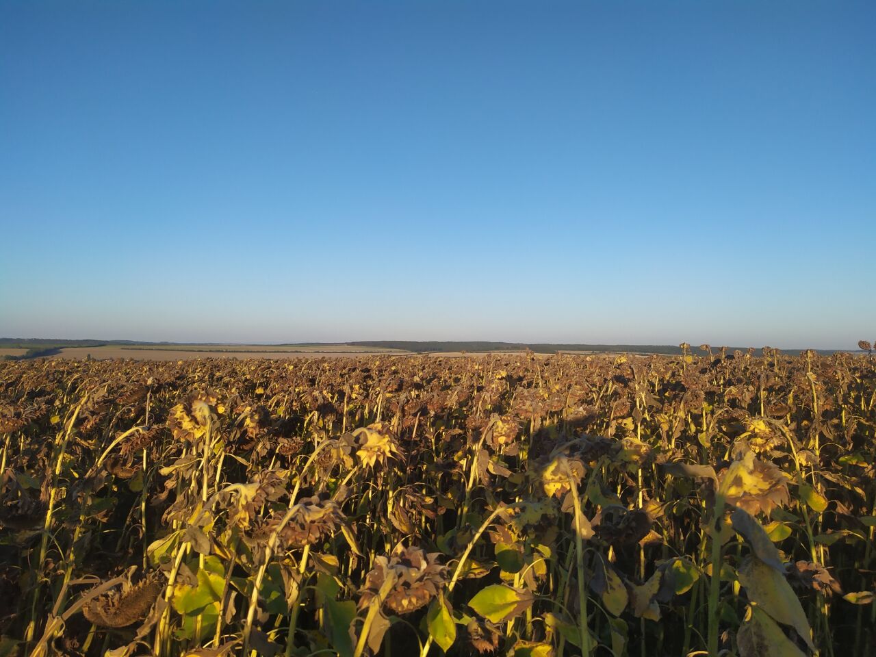 Cecemín (239&nbsp;m)