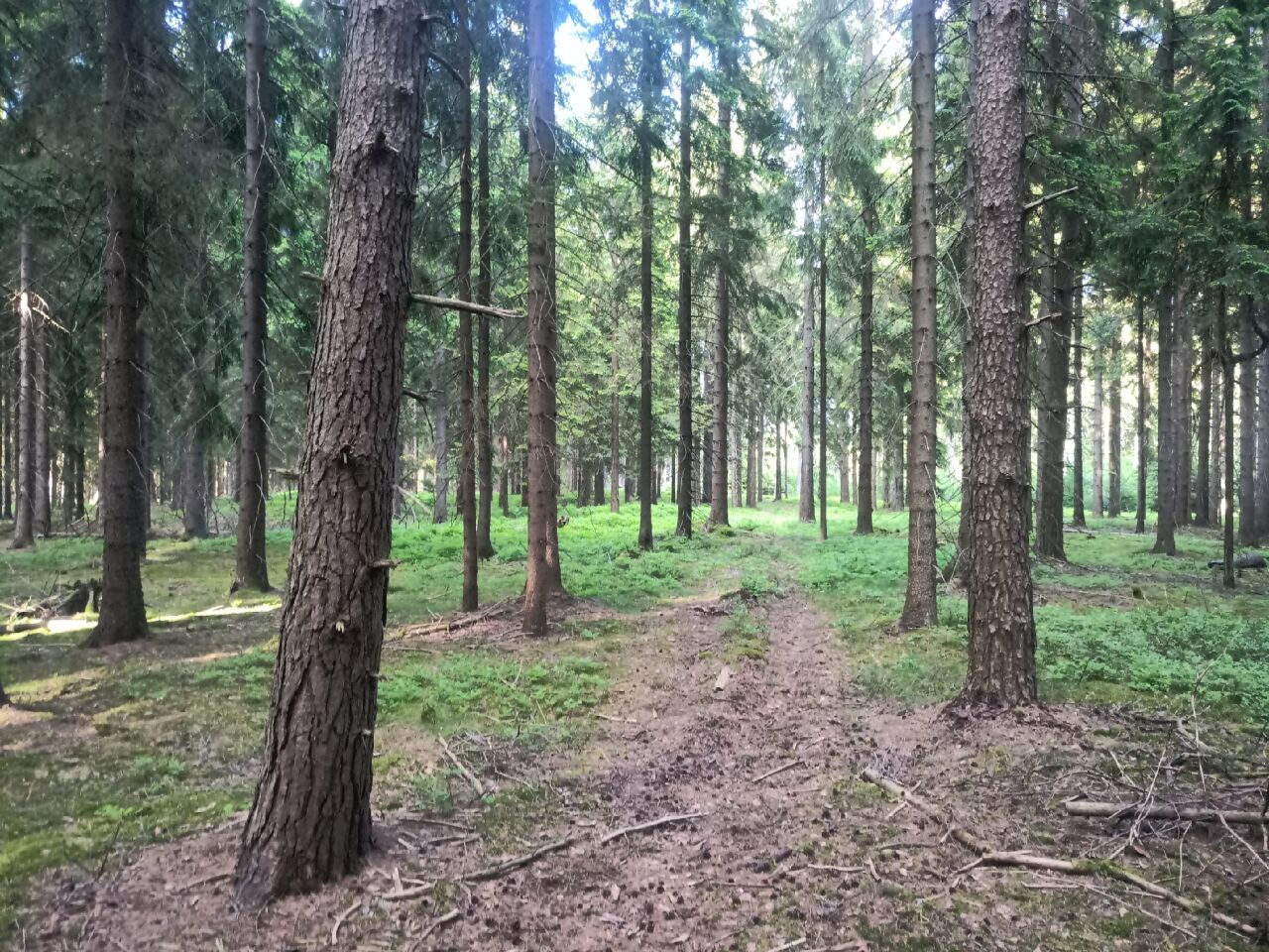 Kamenný vrch