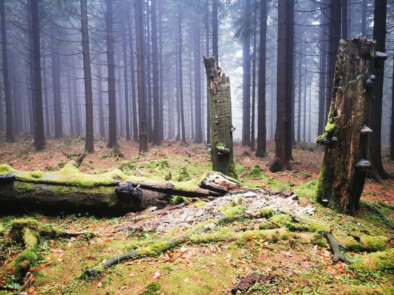 Rykowisko (950&nbsp;m)