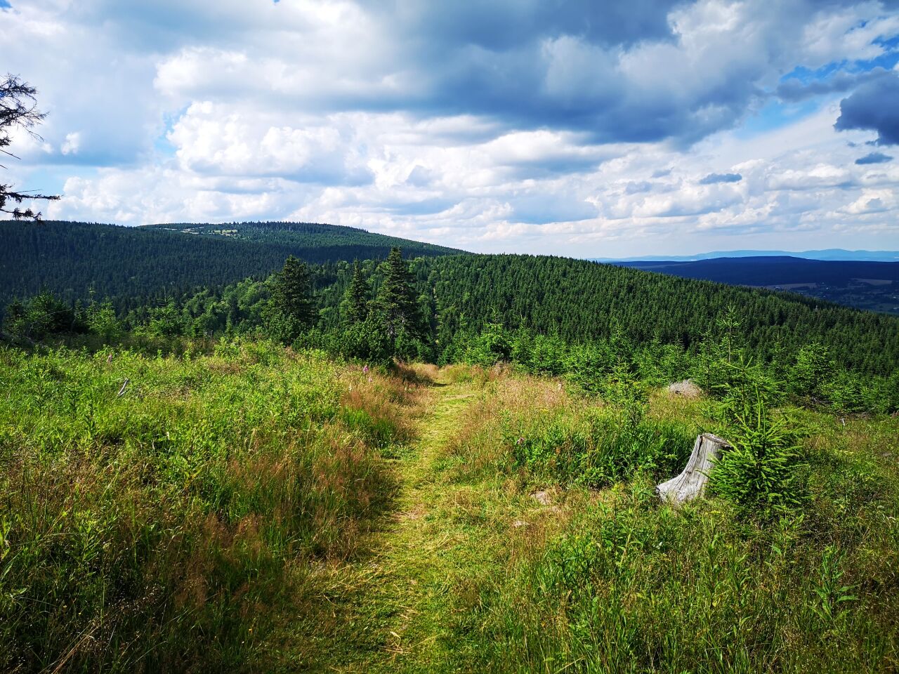 Tetřevec